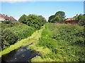 Barmston Drain from Greenwood Avenue