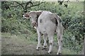 SX9685 : Teignbridge : Cattle Grazing by Lewis Clarke