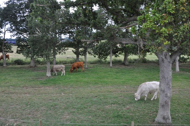 Teignbridge : Grassy Field & Cattle