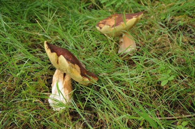 Fungi in the Elan Valley