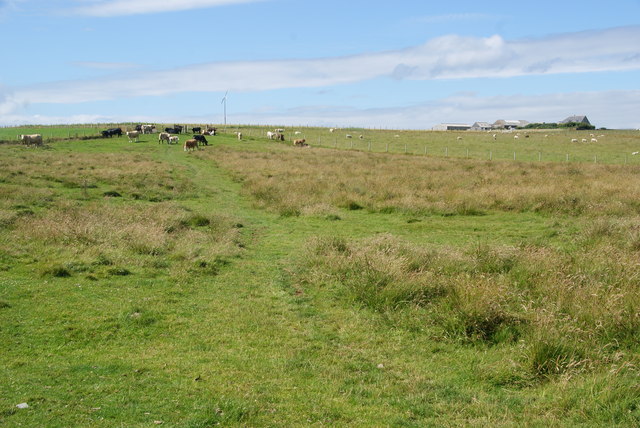 Grazing land for cows on Howequoy Head