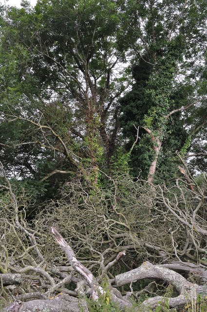 Teignbridge : Woodland & Branches