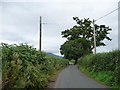 Trees along the road to Llanover