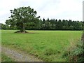 Oak tree alongside the track to Waun Ruffyn