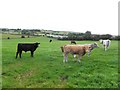 Cows in the townland of Drumquin