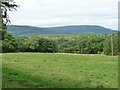 Sheep pasture and woodland