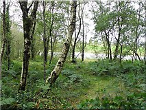 H4369 : Woodland at Fireagh Lough by Kenneth  Allen