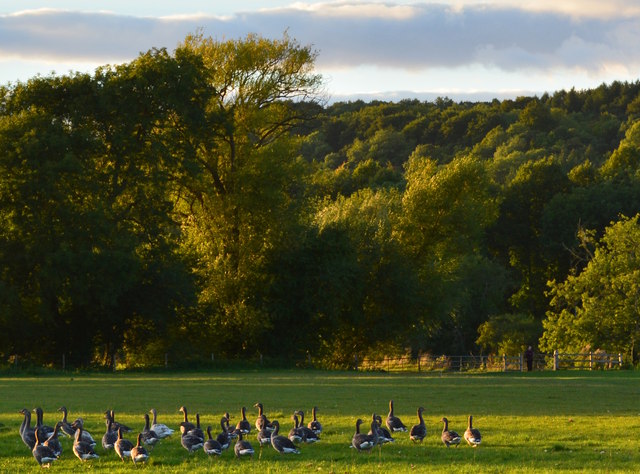 Geese settling down near Purley-on-Thames, Berkshire