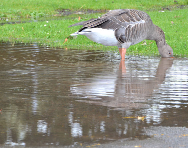 Greylag goose, Victoria Park, Belfast