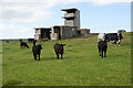 HY4901 : Cows by the WWII defences by Bill Boaden