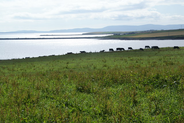 Rough grazing land above Holm Sound
