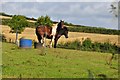 Mid Devon : Grassy Field & Horses