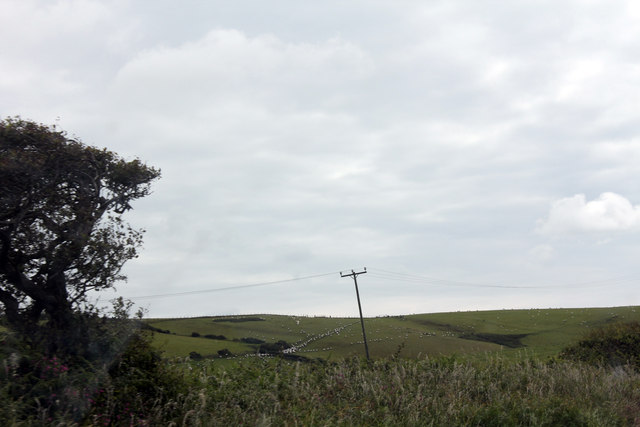 Sheep on the hillside near Tyddyn Gwyn