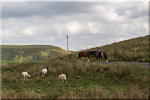SO0616 : Sheep near Blalen-y-Bryn, Brecon Beacons, Wales by Christine Matthews