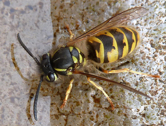 A thirsty wasp © Walter Baxter :: Geograph Britain and Ireland