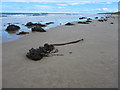 NU1735 : Washed up kelp, Bamburgh Beach by Graham Robson