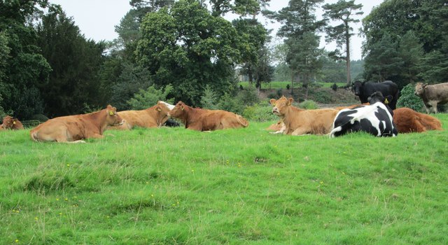 Contented cows - Bolton Abbey Estate