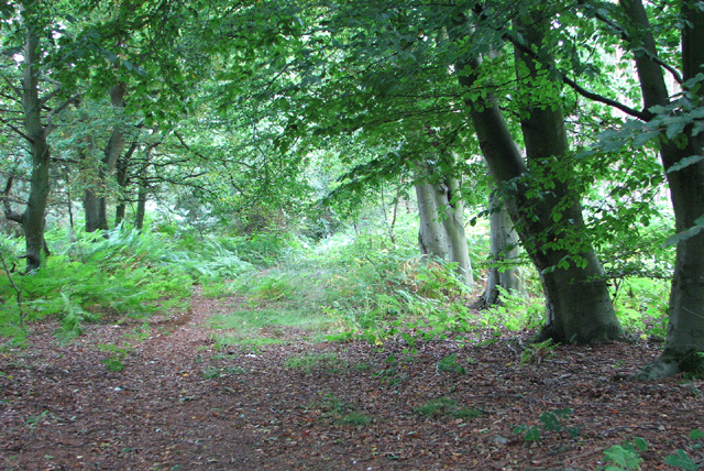 Bridleway through Barningham Green Plantation