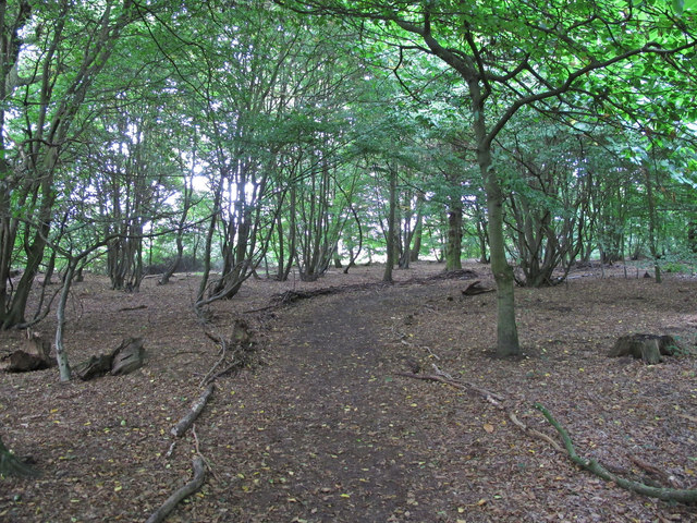 Path in Crowsheath Wood, Downham