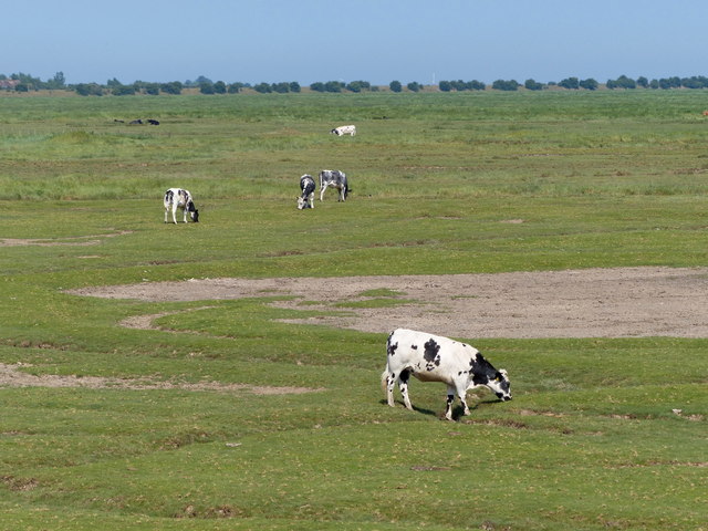 Cattle grazing the edge of the salt marsh