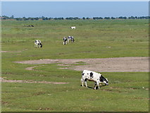 TF3638 : Cattle grazing the edge of the salt marsh by Mat Fascione