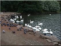 NT2773 : Swans on St Margaret's Loch by JThomas