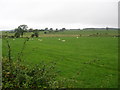 Sheep grazing in the fields at Beckhall