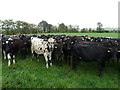W5978 : Part of large young heifer herd by derek menzies