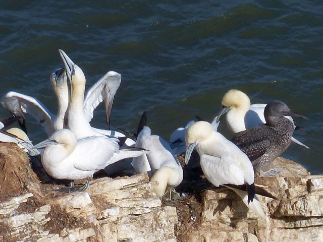 It's crowded up here, Bempton Cliffs
