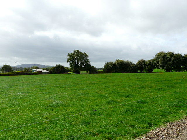 Grass paddock