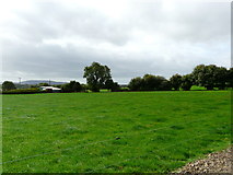 R5602 : Grass paddock by derek menzies