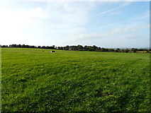 W9089 : Grass field part of milking platform on farm by derek menzies