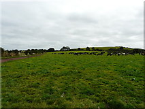 W9481 : Dairy cattle grazing by derek menzies