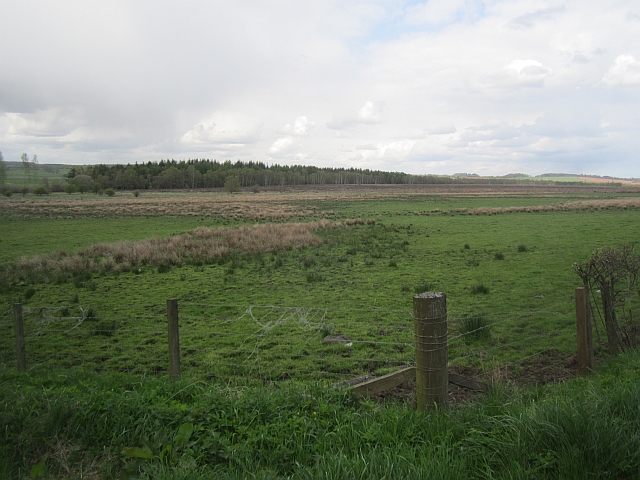 Wetland pasture