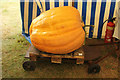 Heaviest pumpkin