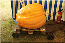 SK8260 : Heaviest pumpkin by Richard Croft