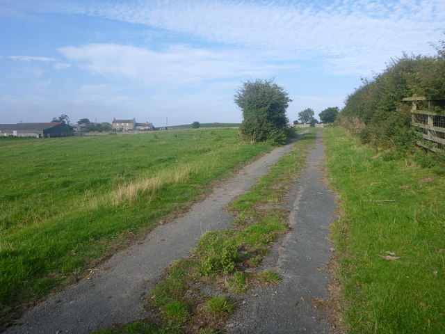 Warrener Lane, a road returning to nature