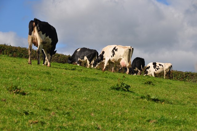 Mid Devon : Cattle Grazing