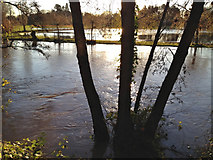 SP2965 : River Avon by Emscote Gardens, Warwick 2012, November 25, 08:41 by Robin Stott
