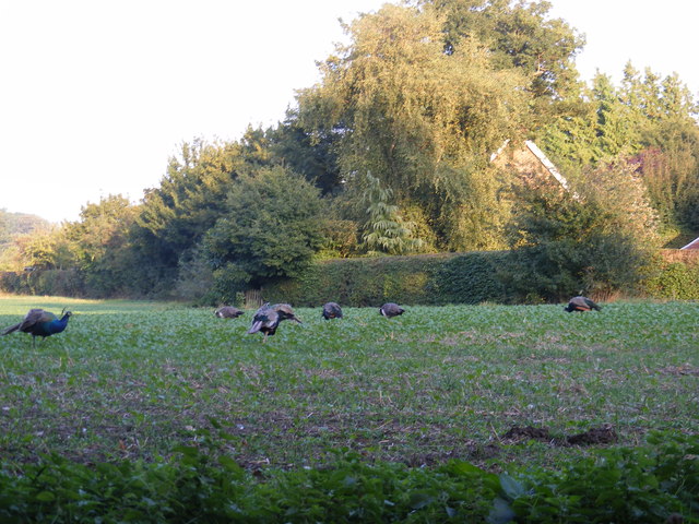 Peacocks grazing on the Church Land Trust field