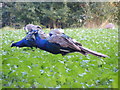 Peacocks grazing on the Church Land Trust field