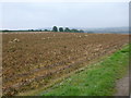 Slumbering potato crop