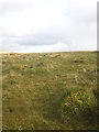 SX5574 : Moorland vegetation on the lower slopes of King's Tor by Rod Allday