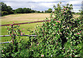 Honeysuckle on an old field gate