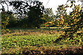 Between the Cemetery and the Marsh