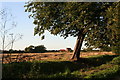 Field next to the Howden Marsh Local Nature Reserve