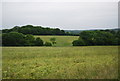 Barley field