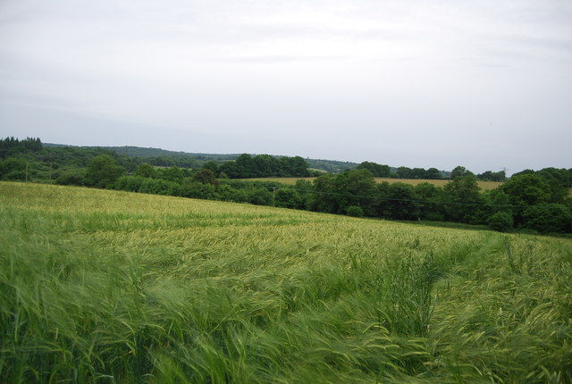 Barley in the Medway Valley