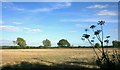 Hilltop Farmland