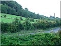 Cattle grazing west of Ty-poeth Farm